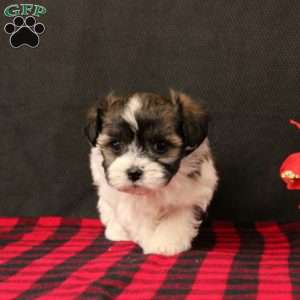 Natalie, Maltipoo Puppy